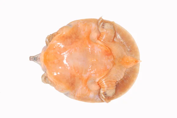 Голодна китайського Тендітний-Shelled Морська черепаха — стокове фото