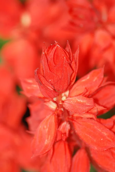 Spring nature red flower — Stock Photo, Image