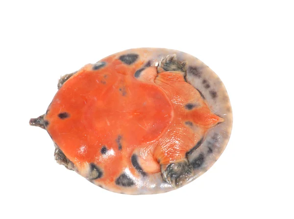 Nedospělé čínské soft-shelled želva — Stock fotografie