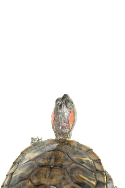 Pet turtle red-eared slider — Stock Photo, Image