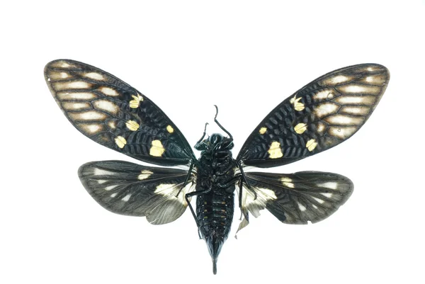 分離された昆虫蝉バグ — ストック写真