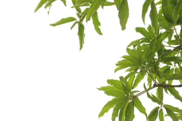 Nature green leaf — Stock Photo, Image