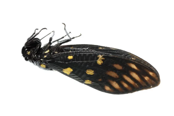 Insect cicade bug geïsoleerd — Stockfoto