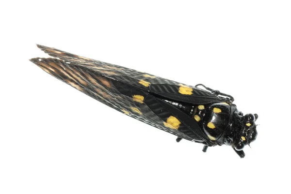 Insetto cicala bug isolato — Foto Stock