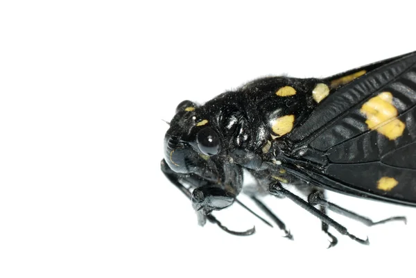 孤立的昆虫蝉 bug — Φωτογραφία Αρχείου