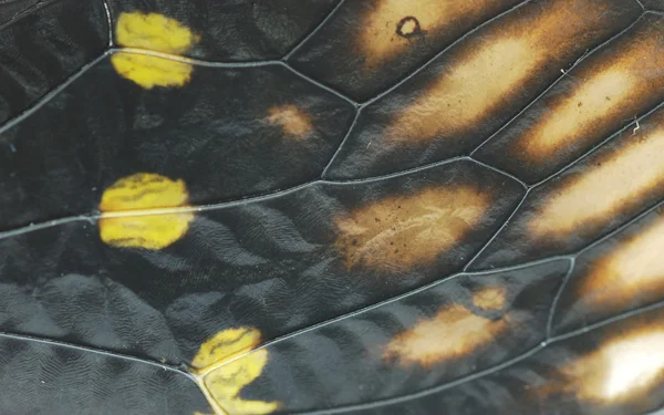 Texture de l'aile des insectes cigales — Photo