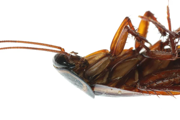 Insect dead cockroach bug — Stock Photo, Image