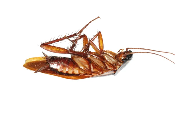 Insekt döda kackerlacka bugg — Stockfoto