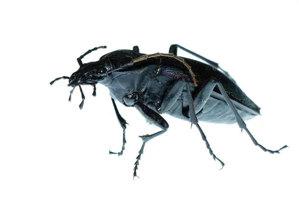 Insect ground beetle bug — Stock Photo, Image