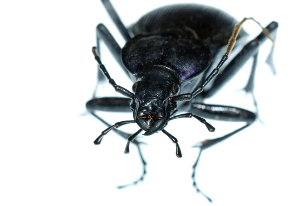 Insecto insecto escarabajo de tierra —  Fotos de Stock
