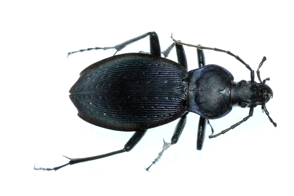 虫甲虫のバグ — ストック写真