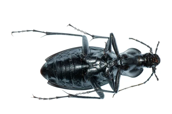 Bug owad ziemi chrząszcz — Zdjęcie stockowe