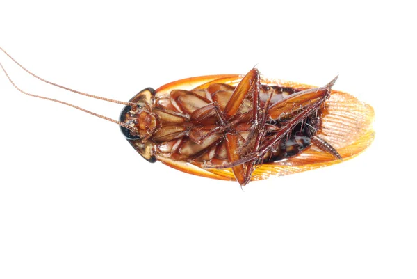 昆虫の死んだゴキブリのバグ — ストック写真