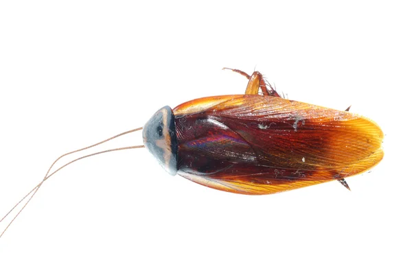 Insecto cucaracha muerta insecto — Foto de Stock