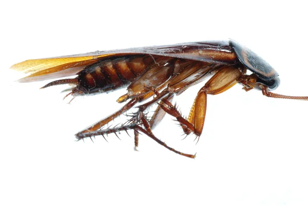 Bug hmyzu mrtvého švába — Stock fotografie