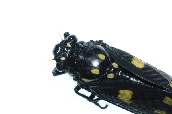 孤立的昆虫蝉 bug — 图库照片
