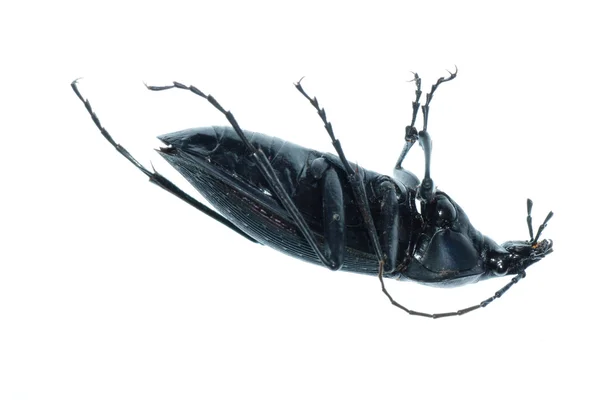 Böcek zemin beetle bug — Stok fotoğraf