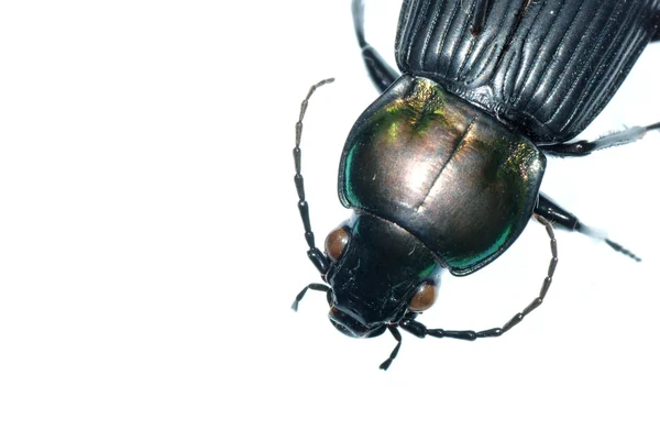Insect ground beetle bug — Stock Photo, Image