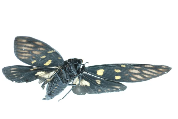 Vliegen insect cicade bug geïsoleerd — Stockfoto
