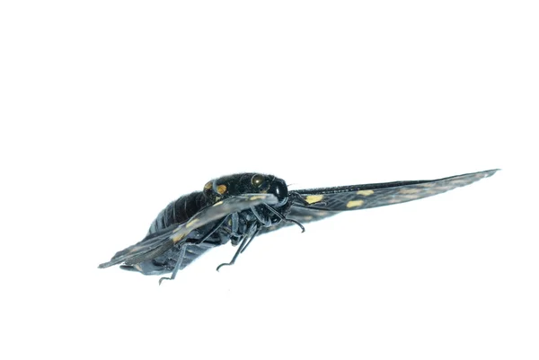 Mouche insecte cigale bug isolé — Photo