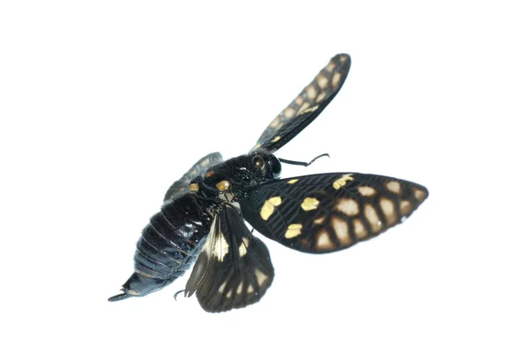 Flyga insekt cicada bugg isolerade — Stockfoto