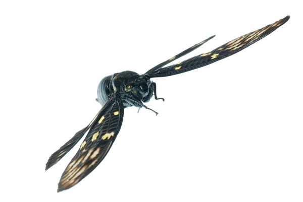 Fliegeninsekt Zikadenwanze isoliert — Stockfoto
