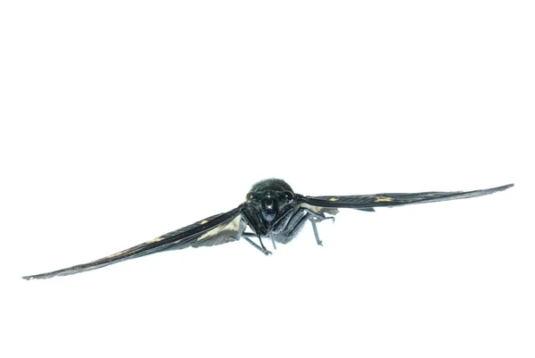 Fliegeninsekt Zikadenwanze isoliert — Stockfoto