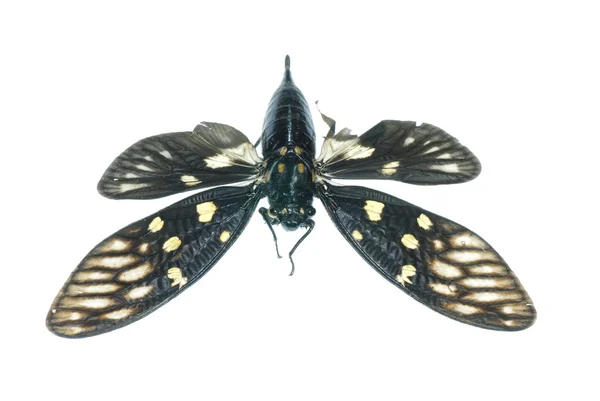 Insect cicada bug isolated — Stock Photo, Image