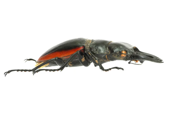 Insecto insecto insecto escarabajo —  Fotos de Stock