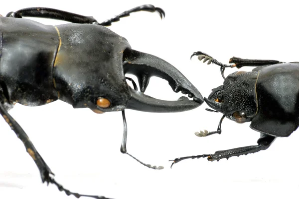Поцелуй жука-насекомого — стоковое фото
