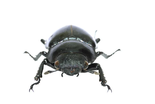 Insect stag beetle bug — Stock Photo, Image