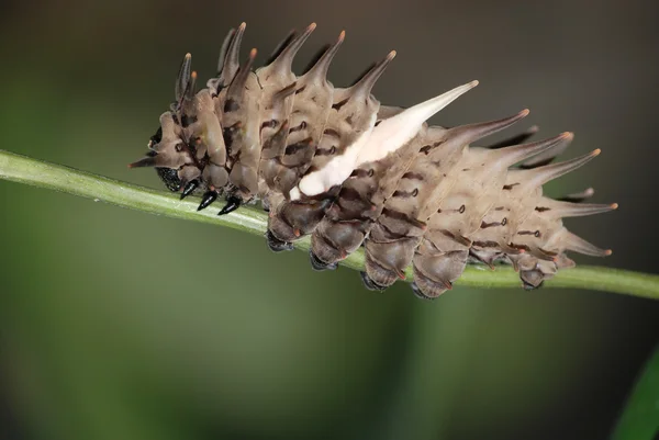 Insecto plaga mariposa oruga insecto — Foto de Stock