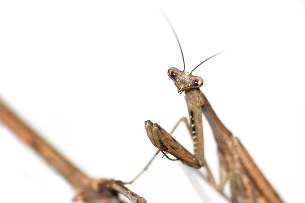 Insect brown mantis bug — Stock Photo, Image