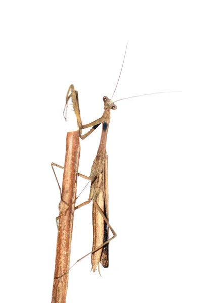 Inseto marrom mantis bug — Fotografia de Stock