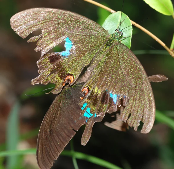 Schmetterlingsgeschlechtspartner — Stockfoto