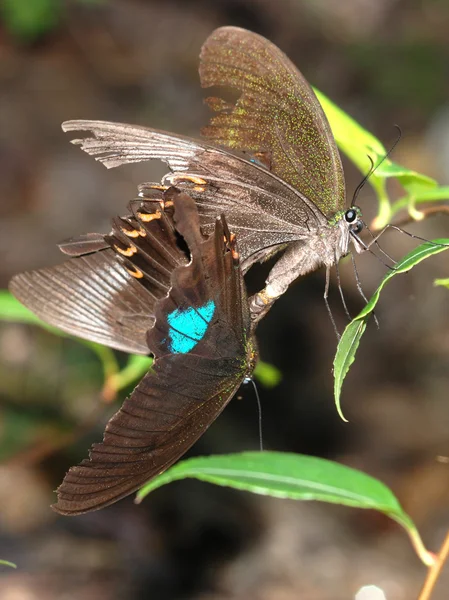 Motýl sexuální partnera — Stock fotografie