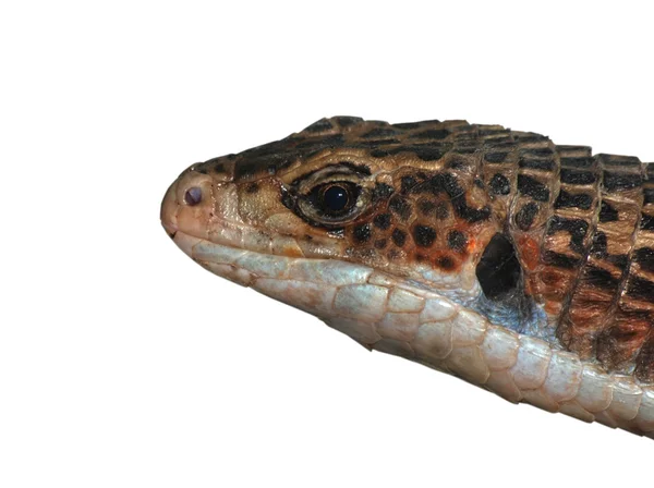 Reptil djur ödla isolerade i vitt — Stockfoto
