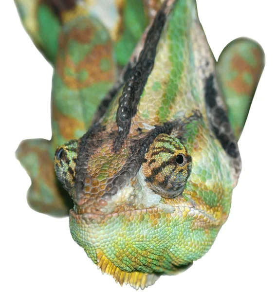 Plaz zvířat ještěrka anole chameleon — Stock fotografie