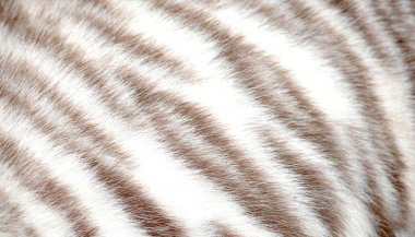 Tiger fur clipart