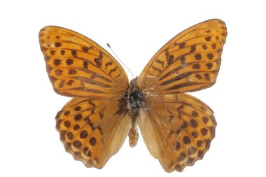 izole kelebek