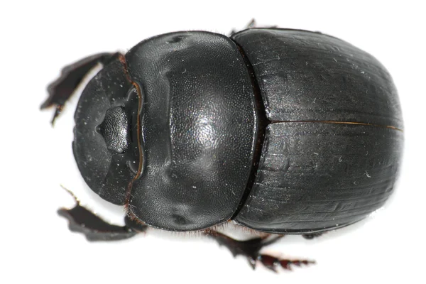 Böcek bok böceği — Stok fotoğraf