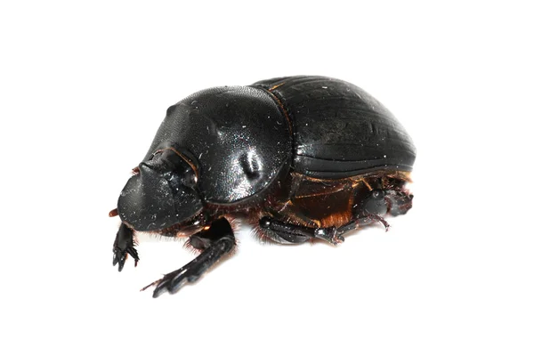 Owad dung beetle — Zdjęcie stockowe