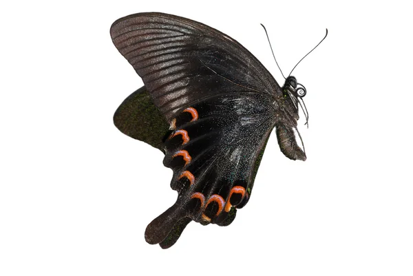 Метелик — стокове фото