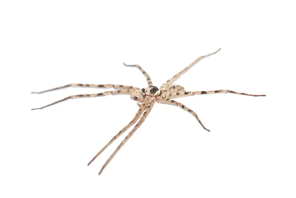 巨型蜘蛛 — 图库照片