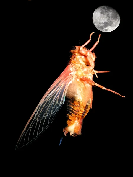 Eclozie cicada insectelor — Fotografie, imagine de stoc