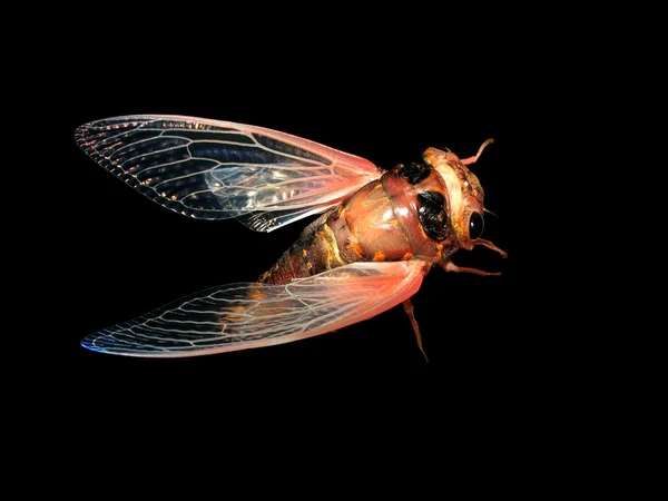 Insektsikada-eklosjon – stockfoto