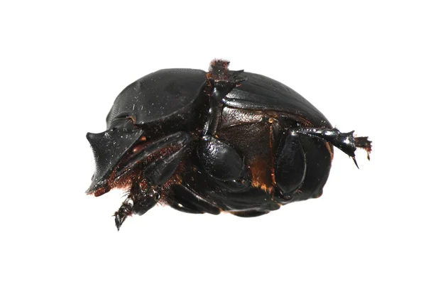 Déchets d'insectes scarabée — Photo
