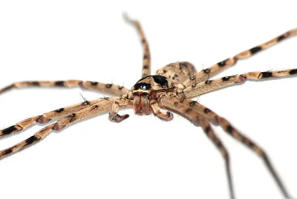 巨大なクモ — ストック写真
