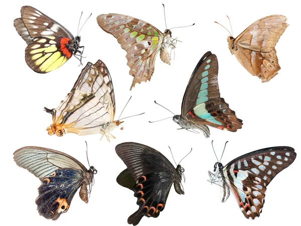 Вид сбоку на коллекцию бабочек — стоковое фото
