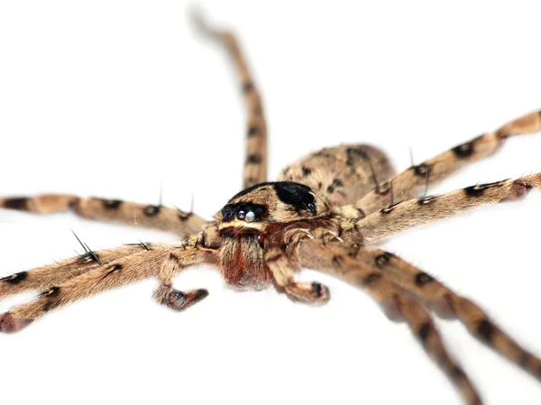 Olbrzymi pająk — Zdjęcie stockowe